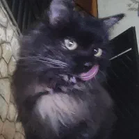 گربه پیدا شده|حیوانات|تهران, بوستان شیان|دیوار