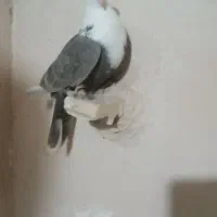 کفتر چپ کلاغ|پرنده|چناران, |دیوار