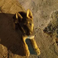 سگ ژرمن نر سه ماهه|سگ|سبزوار, اسلام آباد|دیوار