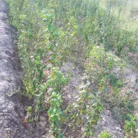 انواع نهال آلو کبرایی حاج حسنی رسمی|خدمات باغبانی و درختکاری|نیشابور, پنجراه|دیوار