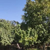 باغ روستای قلعه اقا بخش لنجان|فروش دفتر صنعتی، کشاورزی، تجاری|باغ بهادران, |دیوار