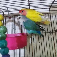 طوطی برزیلی جفت