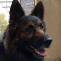 سگ ژرمن موبلند گم شده ۱۰ساله در سید مسعود|حیوانات|گرگان, |دیوار