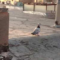 کبوتر سینه سبز کله سفید