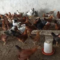 فروش جوجه نیمچه مرغ و خروس ۴/۵ماهه|حیوانات مزرعه|طرقبه, |دیوار