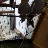 عروس هلندی|پرنده|خاوران, |دیوار