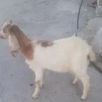 یک راس بزغاله بره گوسفند