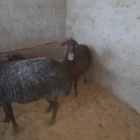 فروش میش وبره نر