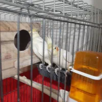 یک جفت عروس هلندی نروماده|پرنده|ری, دولت‌آباد|دیوار