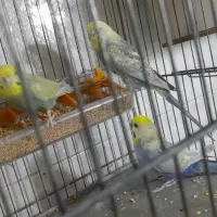 مرغ عشق رینبو|پرنده|ملارد, |دیوار