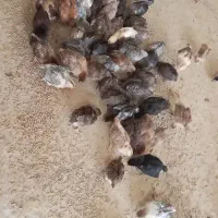 جوجه ۲۰روزه