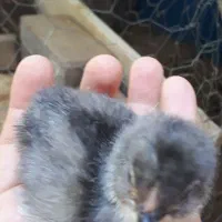 تخم مرغ نطفه دار از نژاد برهما خالص  ودورگه|حیوانات مزرعه|تاکستان, |دیوار