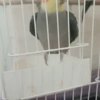 عروس هلندی نر