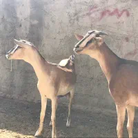۱۰راس بز وارداتی|حیوانات مزرعه|تهران, بلوار کشاورز|دیوار