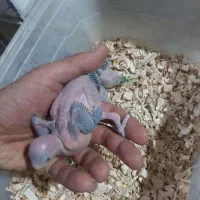 شاه طوطی|پرنده|ارومیه, |دیوار