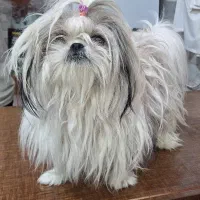 شیتزو اورجینال سوپر فلت|سگ|اردبیل, |دیوار