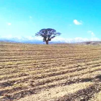 زمین ۳۲۶۰ متر ،سند تک برگ شخصی طرقبه مایون|فروش دفتر صنعتی، کشاورزی، تجاری|مشهد, آبادگران|دیوار