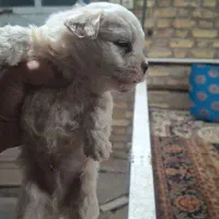 سگ..