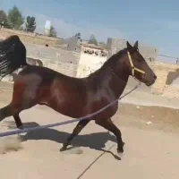 اسب کرد خالص