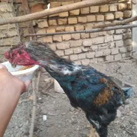 خروس لاری|حیوانات مزرعه|مزرعه کتول, |دیوار