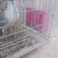 کبوترشیرازی