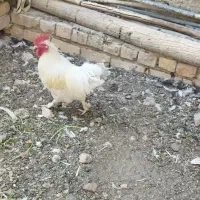 خروس|حیوانات مزرعه|فلاورجان, |دیوار