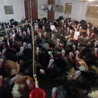 تخم نطفه داربوقلمون برنز|حیوانات مزرعه|آران و بیدگل, |دیوار