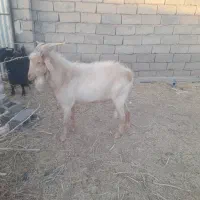 چبش سانن