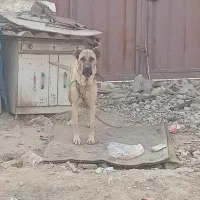 ماده سرابی یک ساله