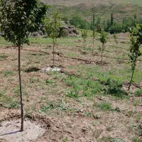 باغ۴ساله۱۲۰۰متری.سنددار ۶۰۰میلیون.درعلی آباد|فروش زمین و ملک کلنگی|خلخال, |دیوار