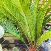 کاکتوس یوکا بونسای یوکا آپارتمانی سیکاس