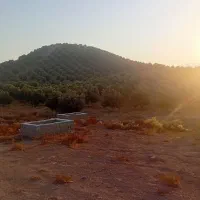 کارگر ساد زیتون چین