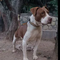 سگ پیتبول.|سگ|تبریز, |دیوار