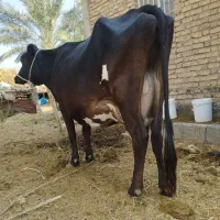 فروش سه راس گاو و گوساله
