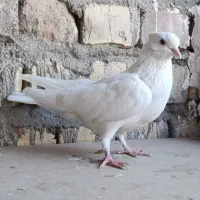 کبوتر گرفتنی|پرنده|قم, باسکول|دیوار
