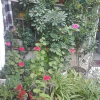 خوابگاه دخترانه کوثر|اجارهٔ خانه و ویلا|شیراز, احمدی جنوبی|دیوار