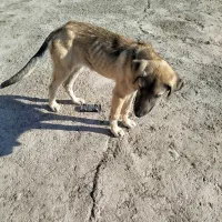 سگ ماده|سگ|ایواوغلی, |دیوار