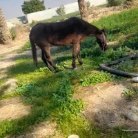 مادیان ترکمن ابستن