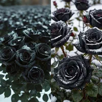 رز سیاه زالزالک زردآلو پرتقال والنسیا بلوبری|خدمات باغبانی و درختکاری|مشهد, آبکوه|دیوار