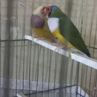 زیباتر از نقاشی پرنده ای رویایی|پرنده|گتوند, |دیوار