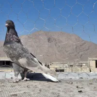 سیاه دم سفید کاکل میخ یک جفت مطلق تخت دم سفید|پرنده|نجفآباد, فاز ۴ شهرک آزادگان|دیوار