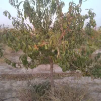 نهال ونهالستان تخصصی بزرگ حاجی گوارشکی|خدمات باغبانی و درختکاری|مشهد, توس فردوسی|دیوار