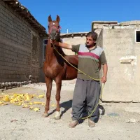 اسب نریان ۸دانگ