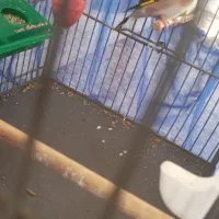 سهره|پرنده|تهران, افسریه جنوبی|دیوار