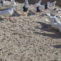 کبوتر طوقی|پرنده|مسجد سلیمان, |دیوار