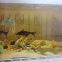 آکواریوم+ماهی و لوازم|ماهی|قوچان, |دیوار