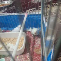 یک جفت  مرغ عشق جوان ریمو رنگین کمانی|پرنده|اندیمشک, |دیوار