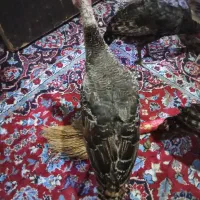 فروش بوقلمون|حیوانات مزرعه|رانکوه, |دیوار
