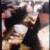 گوسفند داشتی