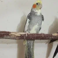 عروس هلندی ماده